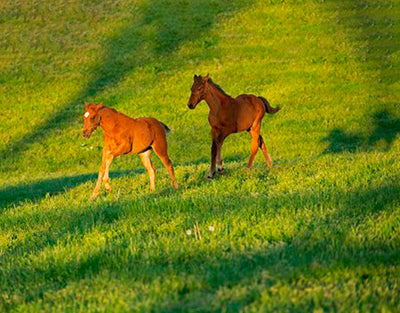 North American Foal Crop Projected to Continue Decline