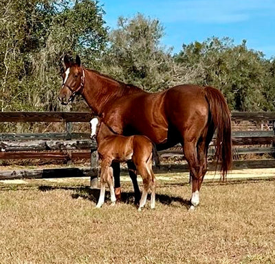 First Reported Foal by Preservationist a Filly