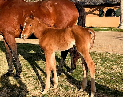 California-Bred Filly First Reported Foal for Om