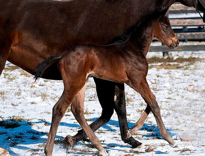 First Reported Foal a Colt for Lost Treasure