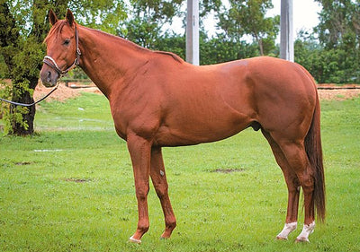 First Foal for Breaking Lucky Born in Louisiana