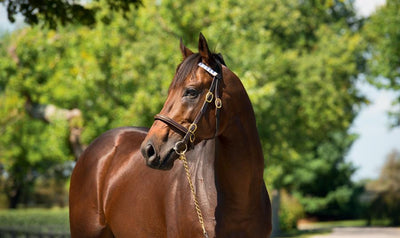 Two $500,000 yearlings from Nyquist’s second crop