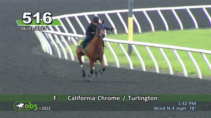 Unnamed by California Chrome